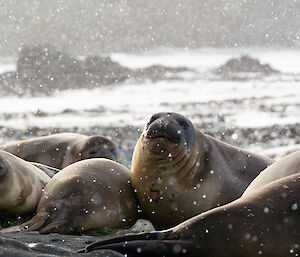 Group of elephant seals in sunlight but snow if falling