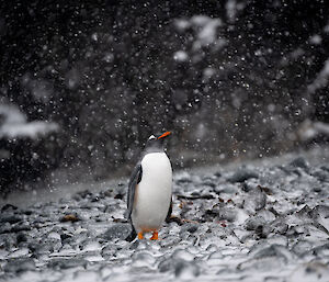 Gentoo penguin stands on rocky beach while it snows
