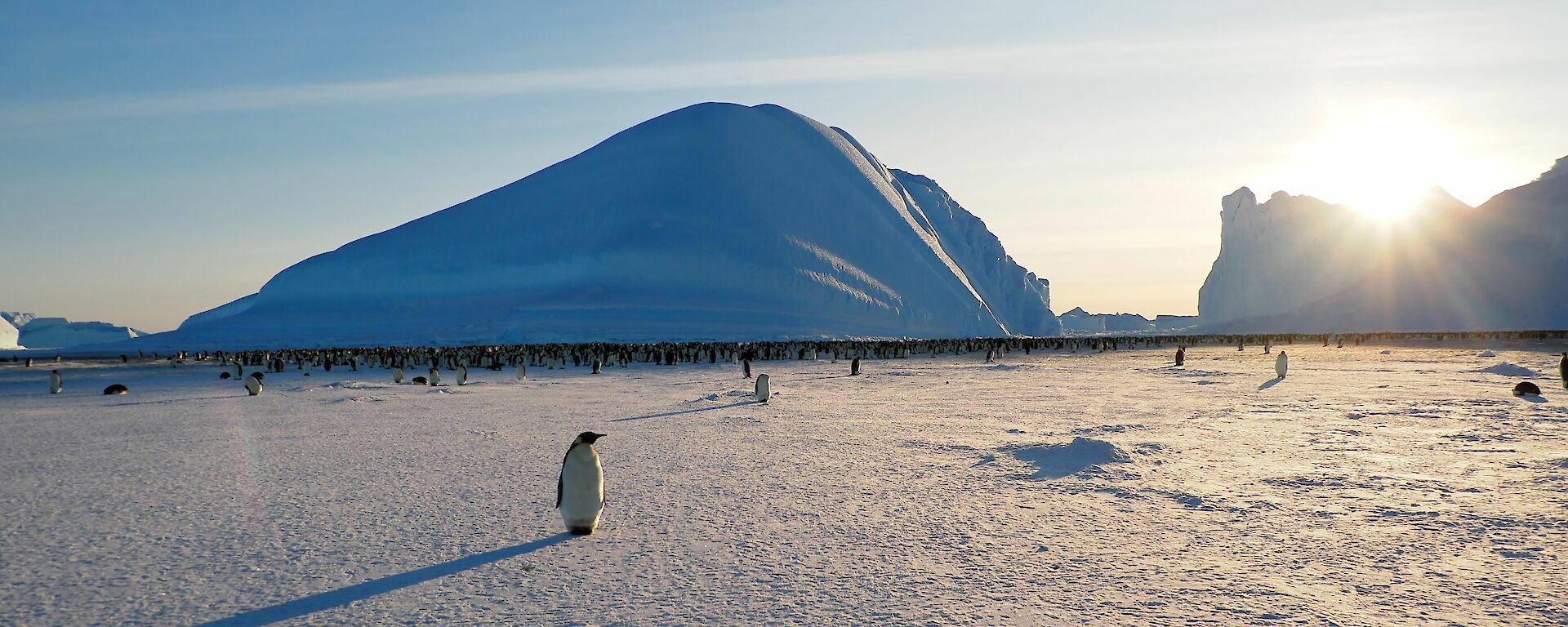A view of the sea ice with the Auster emperor penguin colony a dark black line in the distance.