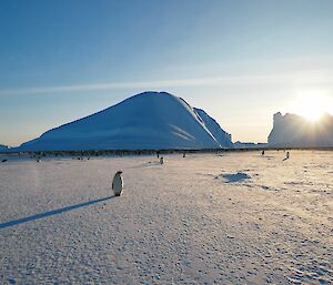 A view of the sea ice with the Auster emperor penguin colony a dark black line in the distance.
