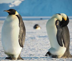 Two adult emperor penguins, one with a chick perched safely on top of its feet