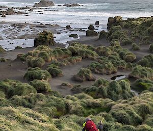 Two people walking down a slope with tussock grass towards a wild beach