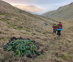 Two people walk across a grassy slope towards the sea