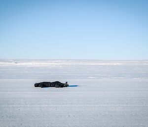 an expeditioner lays peacefully on the Wilkins runway