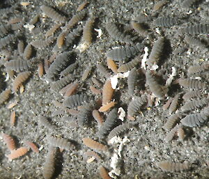 A group of small grey microarthropods on soil.