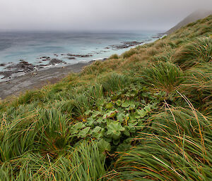 Lush green vegetation on a slope above the ocean at Macquarie Island.
