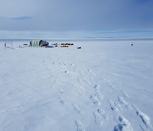 A tent and bags on a vast expanse of the white Antarctic ice sheet.