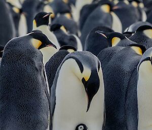 Emperor penguin baby stands in front of parent and looks out while parent looks down