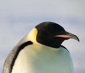 Face of an emperor penguin with snow behind it