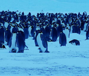 A huddle of emperor penguins in the snow on a cloudy day at Auster
