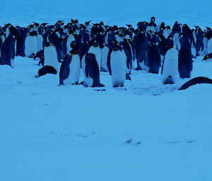 Another huddle of emperor penguins in the snow