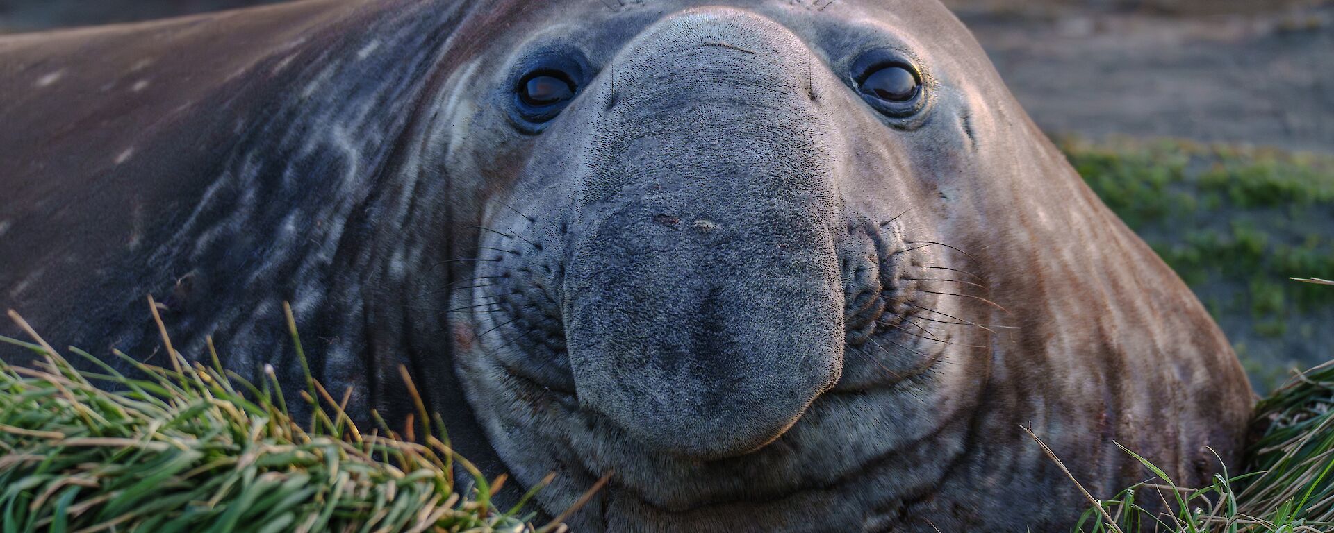 Front on close up of male elephant seal