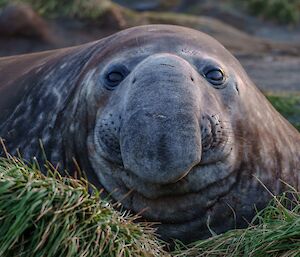 Front on close up of male elephant seal