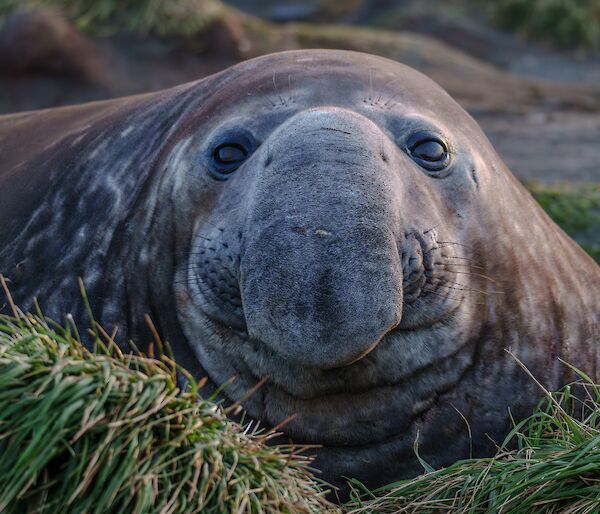 Front on close up of male elephant seal