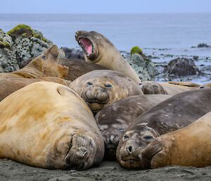 A large group of male elephant seals lying together, with some at the rear looking up over the rest of the pile