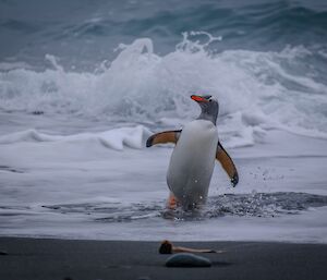 Gentoo penguin walking up the beach coming out of the surf