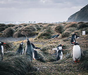A group of Gentoo penguins in amongst the tussocks in the foreground, in the distance is the sea and a large hill to the back right