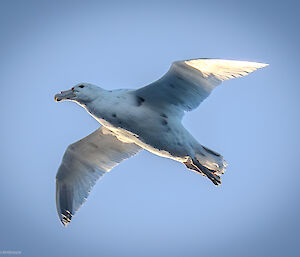 Close up of white giant petrel in flight, with blue sky as background