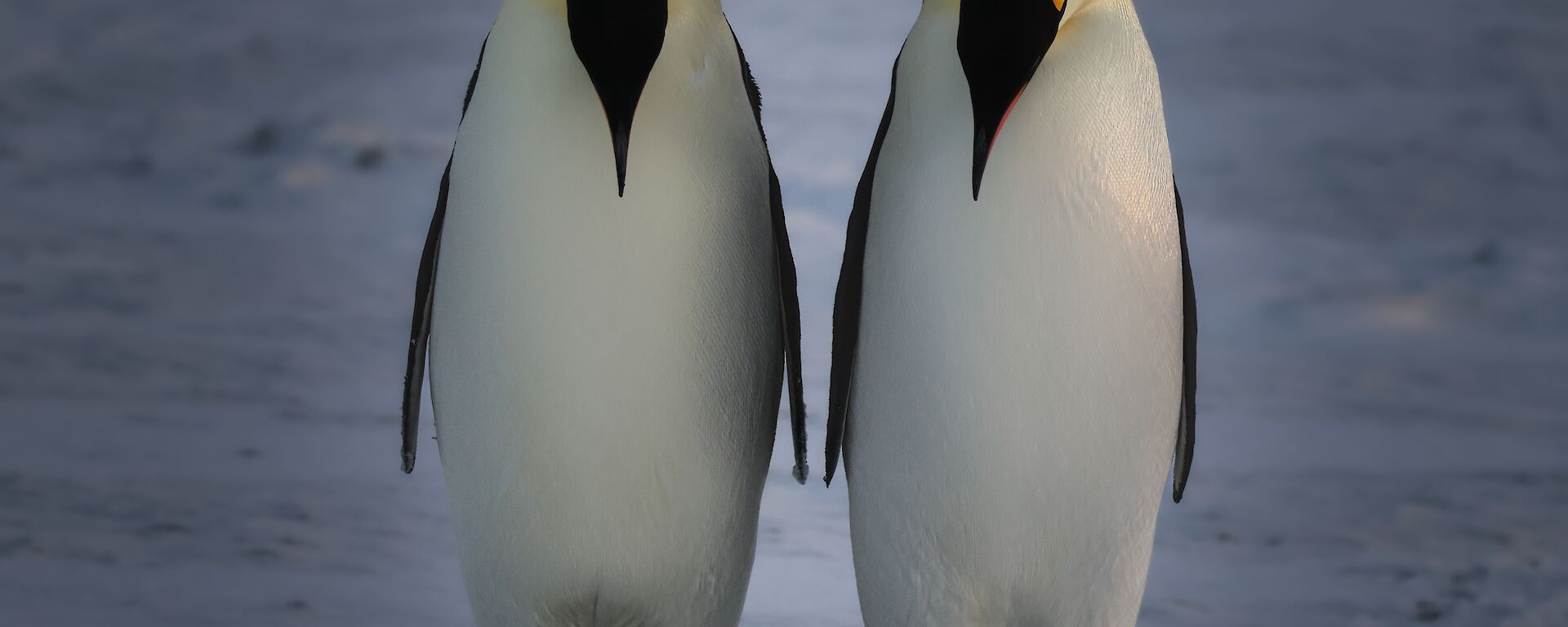 Two Emperor Penguins
