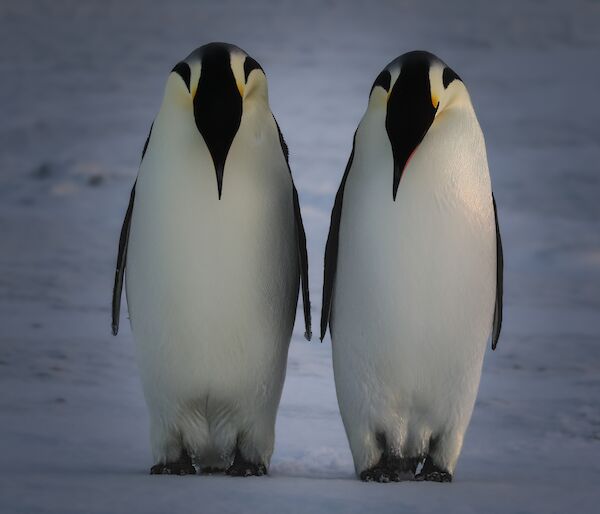 Two Emperor Penguins