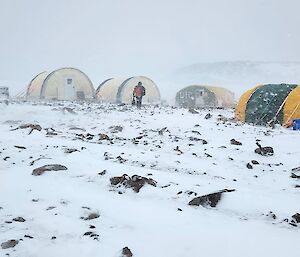 A group of tents surrounded by snow with snow falling
