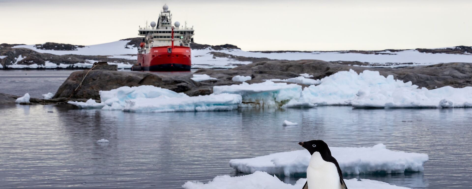Red icebreaker in the background under grey skies, a penguin on ice in the foreground