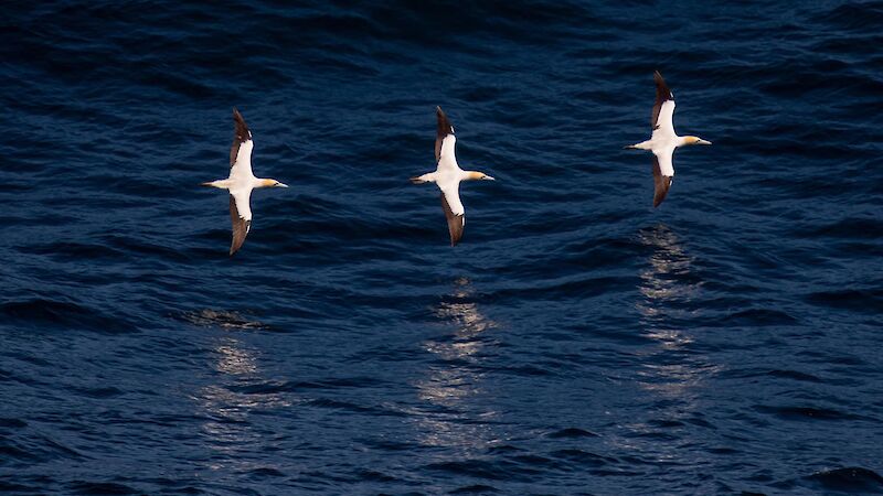 Three white birds fly in symmetrical formation, wings out, over the water