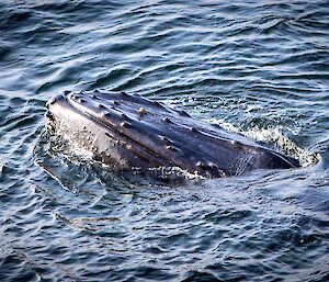 The mouth of a humpback whale breaking out of the water