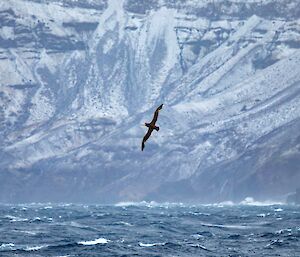 A choppy sea with white snow-dusted cliffs in the background.  A large petrel soars, wings extended in the centre of the photo