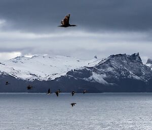 A flock of large cormorant birds fly across the water with a snow capped mountains behind them.