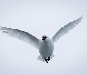 A mid air image of a white pigeon sized bird with a black face and both with wings stretched out