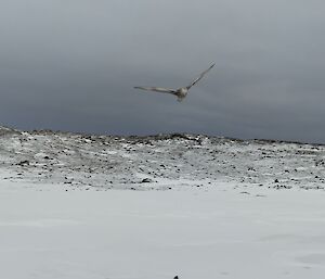 Giant Petrel Hawker Island