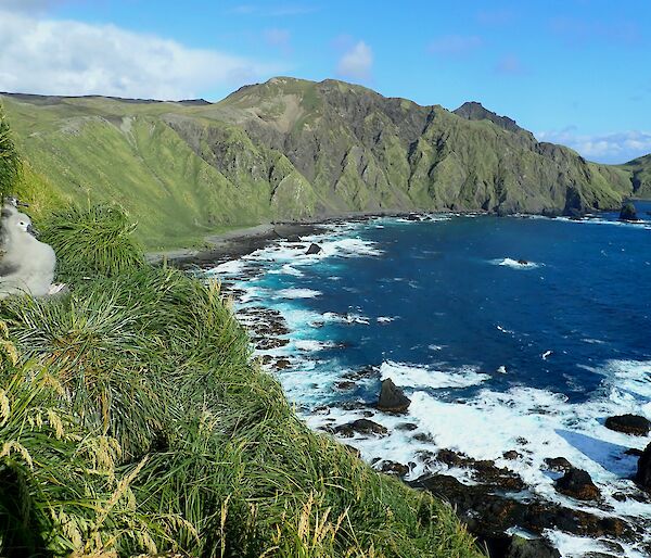 Blue water bay surrounded by steep green hills, with albatross chick on next in left foreground