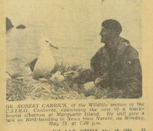 Newspaper clipping of man sitting beside a albatross and chick on nest