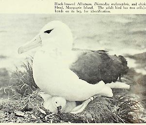 Close up of black browed albatross which sits on nest and chick