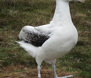 Close up of wandering albatross with metal band on right leg