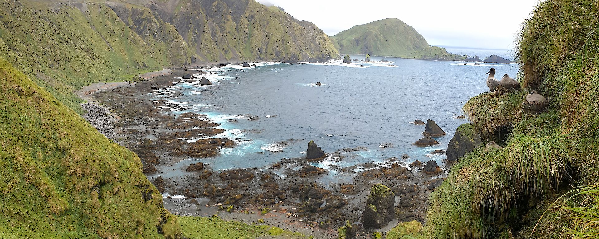 Overlooking bay from height, green steep hill slopes drop down to water, on slopes to right is a group of sooty albatross on nests