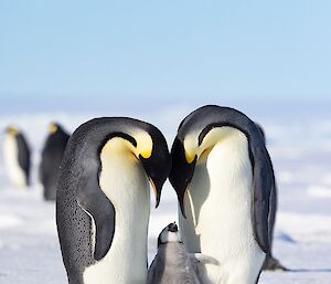An emperor penguin chick looks up at its parents