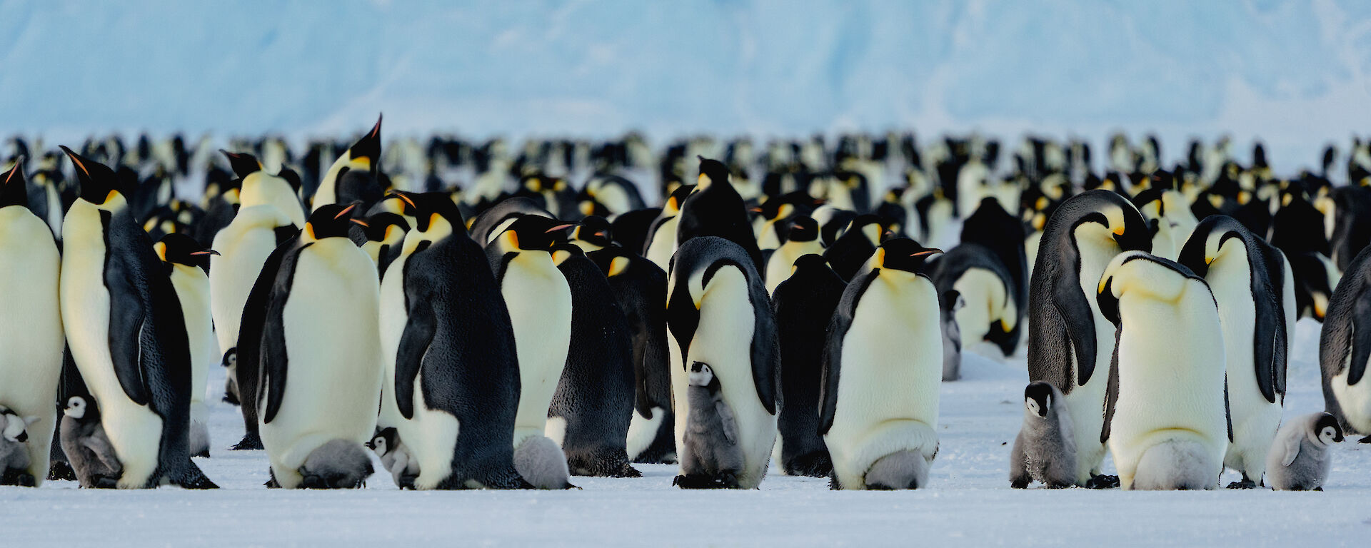 A group of emperor penguins and their chicks