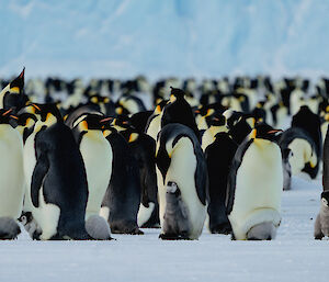 A group of emperor penguins and their chicks