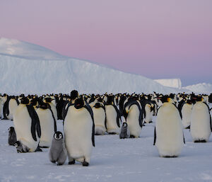 A group of emperor penguins, under a pink dawn or dusk sky, with a fluffy chick standing to the left
