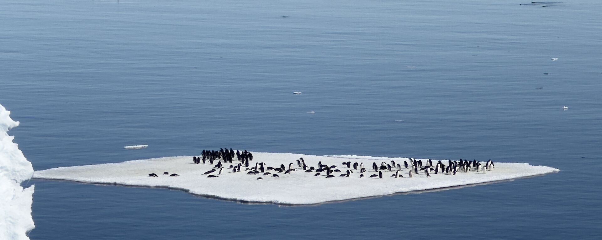 A large colony of penguins huddled on an flat iceberg / sea ice floating out of still calm waters