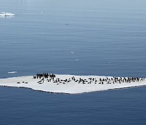 A large colony of penguins huddled on an flat iceberg / sea ice floating out of still calm waters