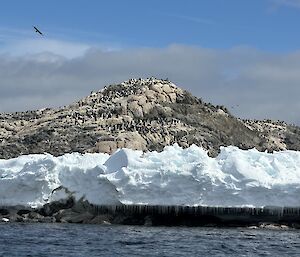 A rocky island covered in many penguins, a bird flies in the distant and ice chuck hang onto the land mass with water icicles drooping off the base of the ice into the water