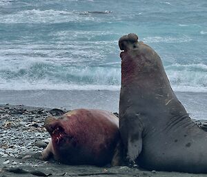 Two large male elephant seals fighting on beach. One is has blood on mouth and neck.