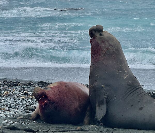 Two large male elephant seals fighting on beach. One is has blood on mouth and neck.