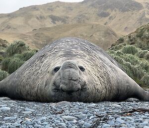 Large male elephant seal lying flat on beach, spread over a large area