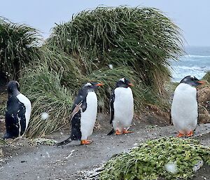 Four gentoo penguins stand on path between tussocks with snow falling