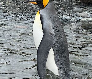 King penguin walks through a stream, water comes up to mid-stomach height