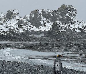 King penguin stands on rocky shore line, with back to camera. Snow clings to its back.